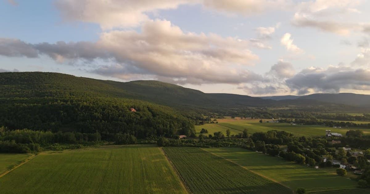 Cannabis Plant Anatomy: Flowers, Trichomes, and What Each Part Does