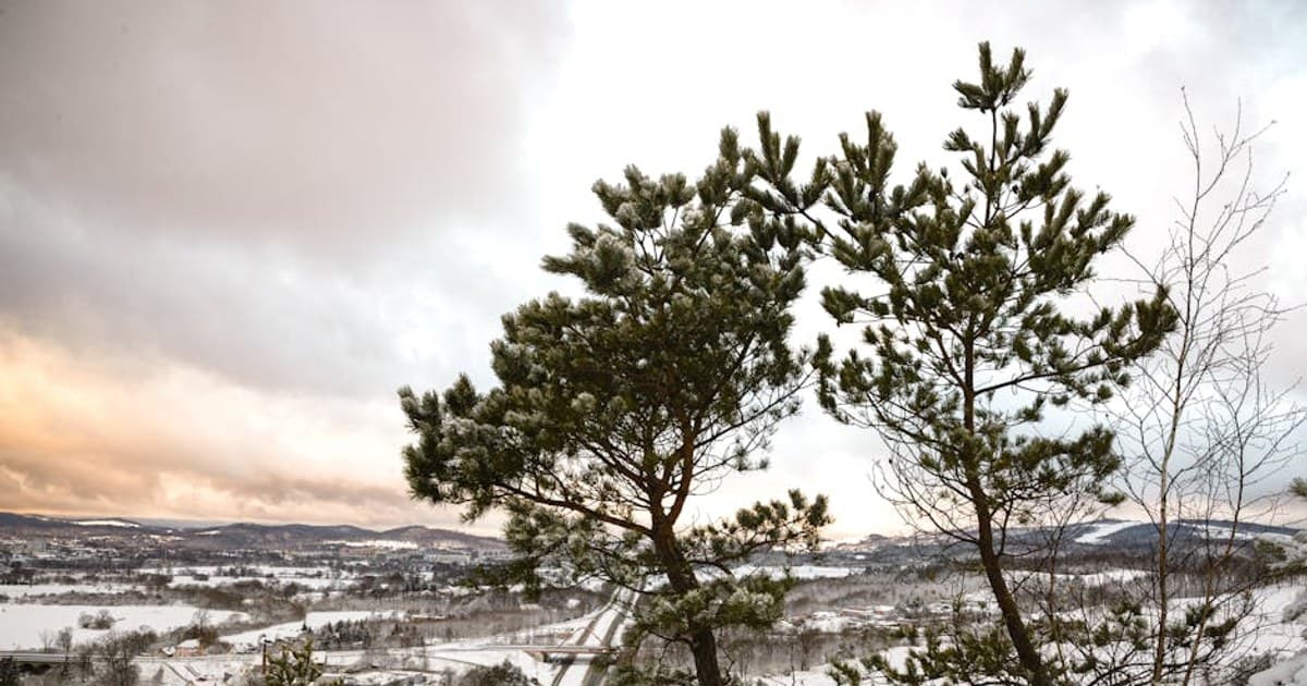 Cannabis for Arthritis: Research on Cannabinoids and Joint Pain