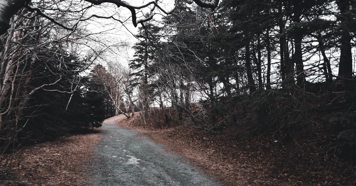 Tranquil forest pathway lined with bare trees in late autumn, inviting solitude.